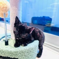 Photo of Gypsy 🧡