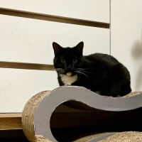 Photo of Pudding