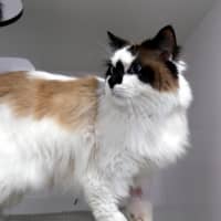 Photo of Atticus Sua012961