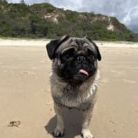 Photo of Milo And Cheeky 🐶