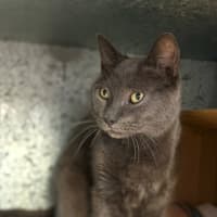 Photo of Puss