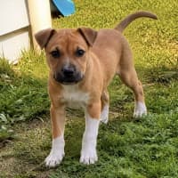 Photo of Otis