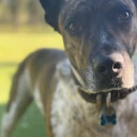 Photo of Koda 