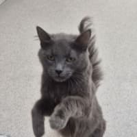 Photo of Delilah (9962)