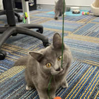 Photo of Schrodie
