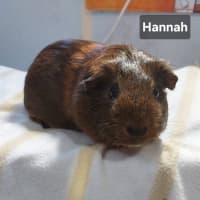 Photo of Hannah