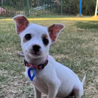 Photo of Pixie