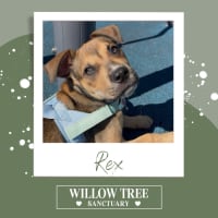 Photo of Rex