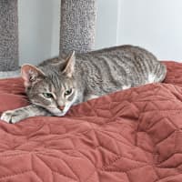 Photo of Biscotti