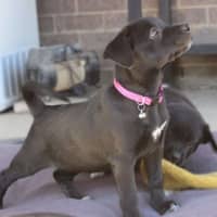 Photo of The Hawaiian Girls!