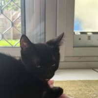 Photo of Sullie