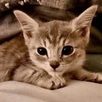 Photo of Birdie (K45)