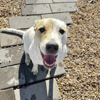 Photo of Daisy 