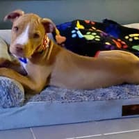 Photo of Susie   5 Month Old Staffy X