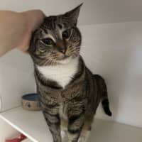 Photo of Tabby