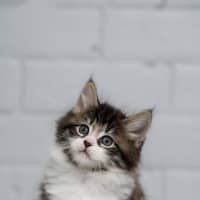 Photo of Nugget 