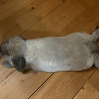 Photo of Celia / Ginger / Bonnie