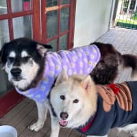 Photo of Kiara And Komet