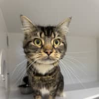 Photo of Dexter