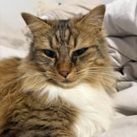 Photo of Daisy