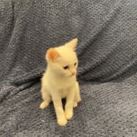 Photo of Peanut Butter