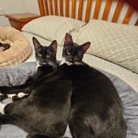 Photo of Pickletoes & Buttons
