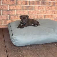 Photo of Stella (Was Karma)