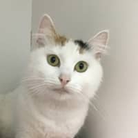Photo of Angelbear