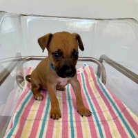 Photo of Scout