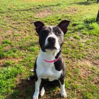 Photo of Molly Imp 1754