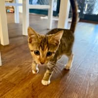 Photo of Ruby