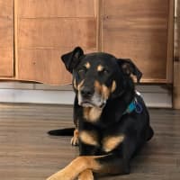 Photo of Charlie   8 Year Old Kelpie X