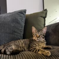 Photo of Teddy