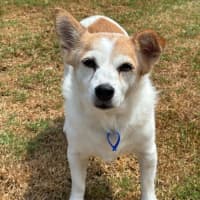 Photo of Dexter   10 Year Old Jack Russell (On Trial)