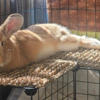 Photo of Ginger Ninja