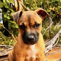 Photo of Milo