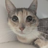 Photo of Priscilla 