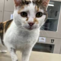 Photo of Lady Jellybean