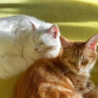Photo of Snowy