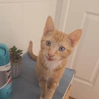 Photo of Ron Meet Me @Petstock Keysborough Store