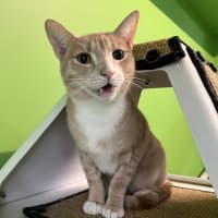 Photo of Howie (Bonded To Coco)