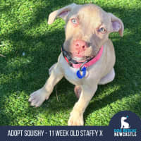 Photo of Squishy   11 Week Old Staffy X