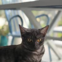 Photo of Meeko