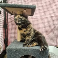 Photo of Pumpkin