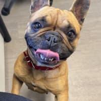 Photo of Eevie