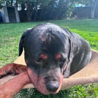 Photo of Onyx