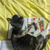 Photo of Dotti