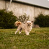 Photo of Ruby