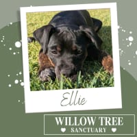 Photo of Ellie