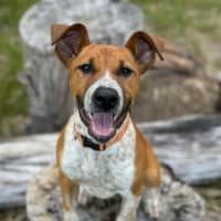 Photo of Ginger 